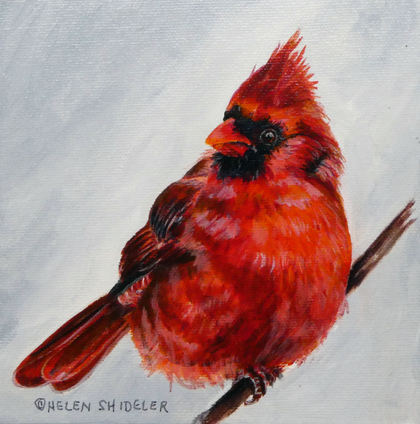 Helen Shideler - 'Cardinal'