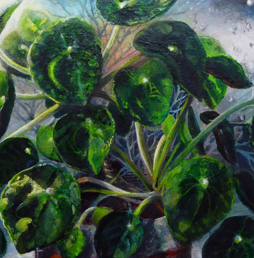 Patricia Tingley - 'Pilea in Various Weathers'